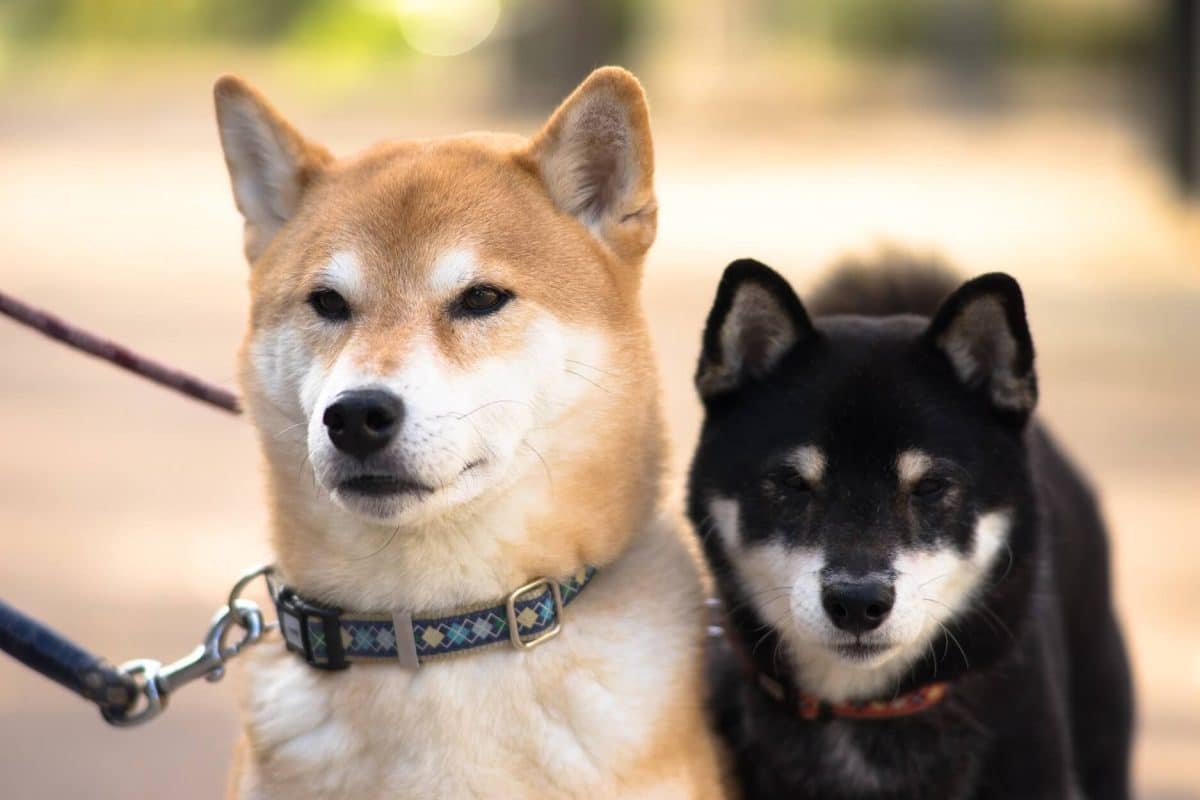 Les races de chiens japonais découvrez les 5 plus populaires