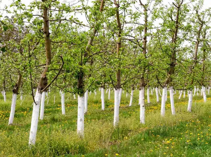 Tout savoir sur la gluE arboricole : utilisation, application et avantages