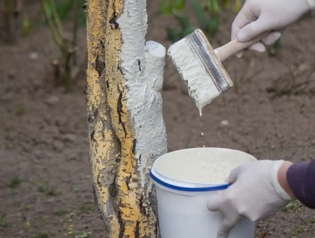 Tout savoir sur la gluE arboricole : utilisation, application et avantages