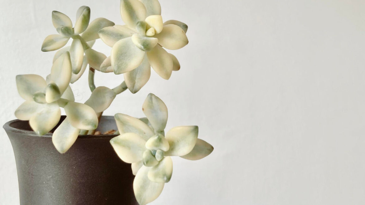 Élégance et durabilité : les avantages des fleurs en céramique pour cimetière