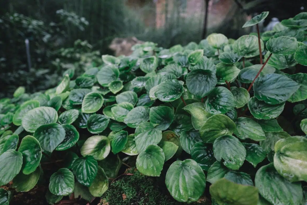 green-leafed plants